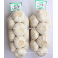 China fresh garlic price in Shandong province